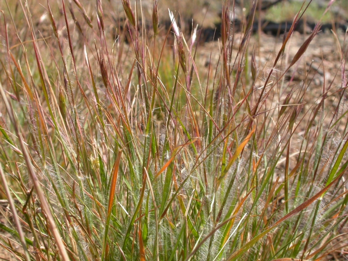 Danthonia unispicata image