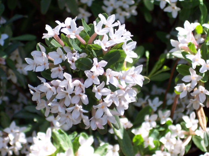 Daphne ×burkwoodii image