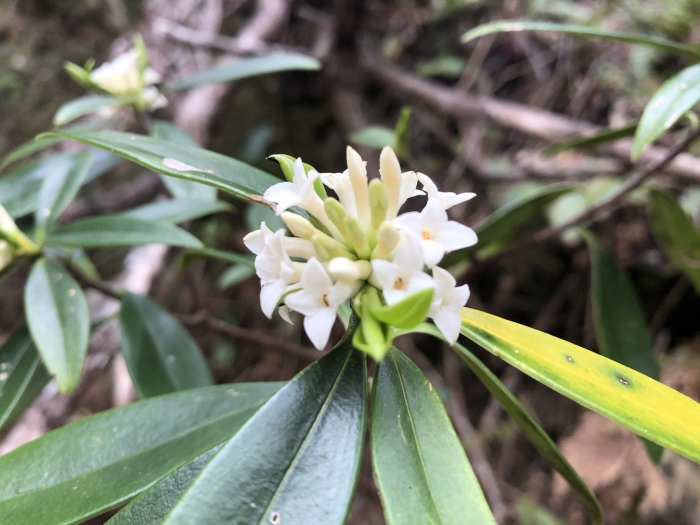 Daphne kiusiana image