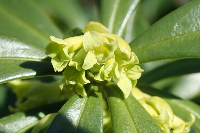 Daphne laureola image