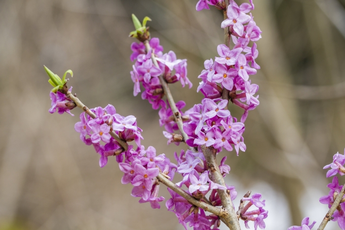 Daphne mezereum image