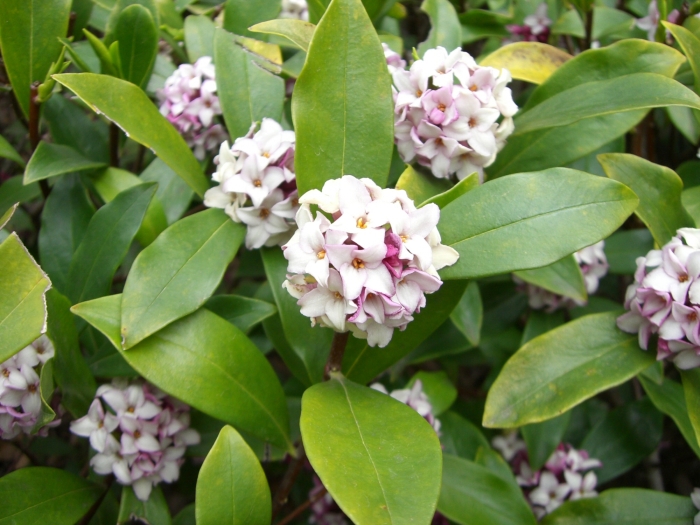 Daphne odora image
