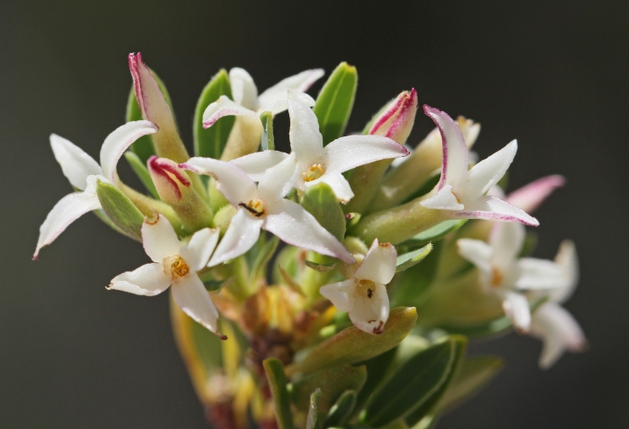 Daphne oleoides image