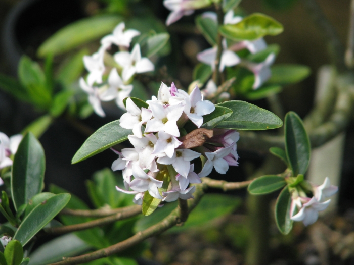Daphne tangutica image