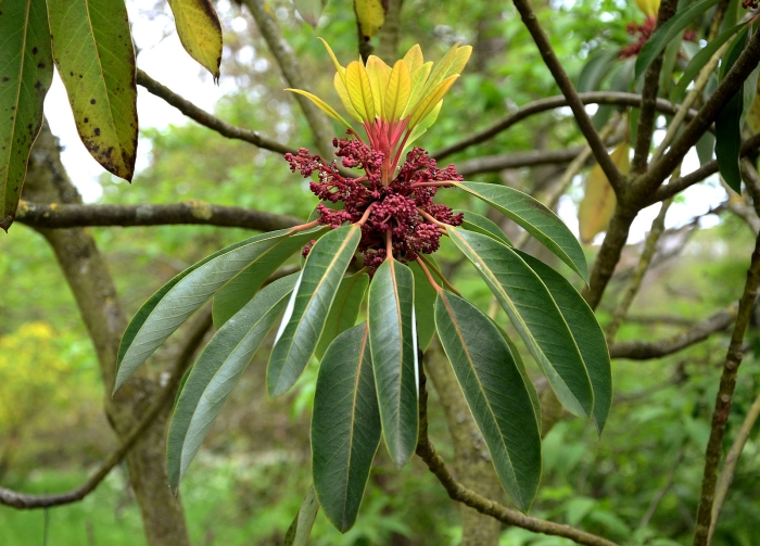 Daphniphyllum macropodum image