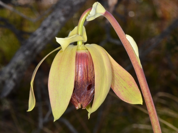 Darlingtonia californica image