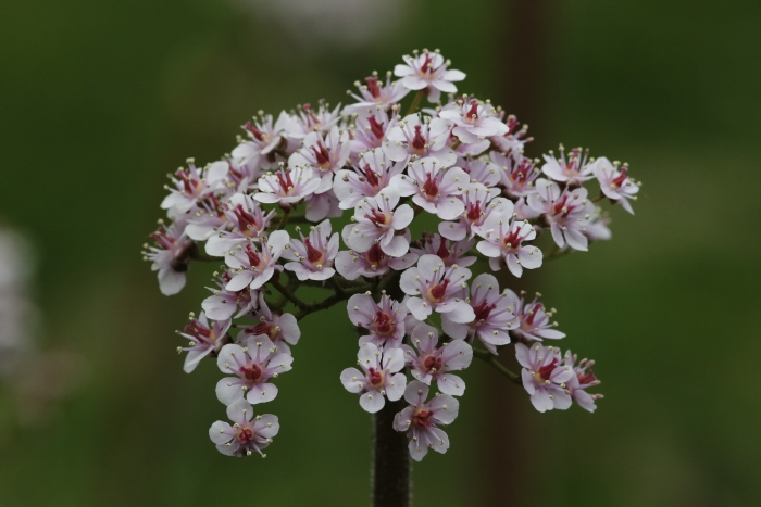 Darmera peltata image