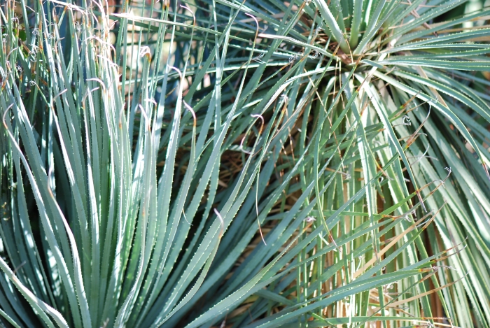 Dasylirion acrotrichum image