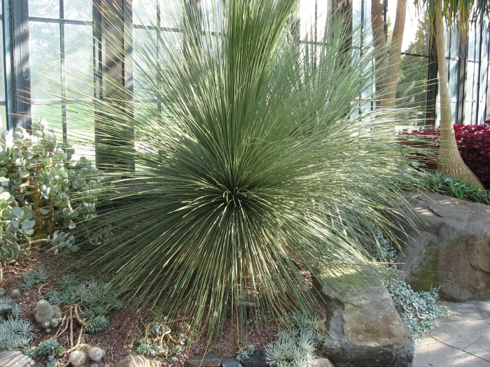 Dasylirion longissimum image