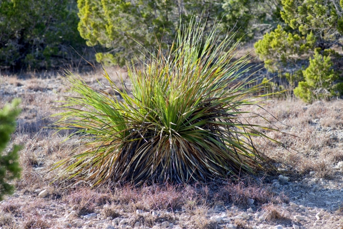 Dasylirion texanum image