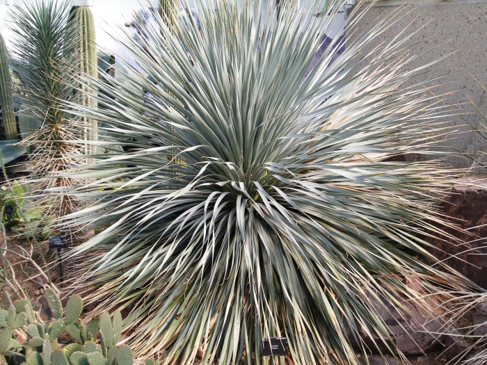 Dasylirion wheeleri image