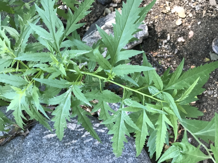 Datisca glomerata image