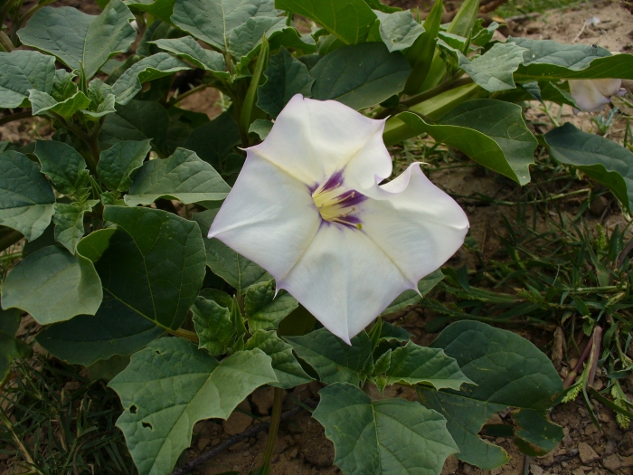Datura discolor image