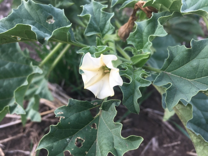 Datura ferox image