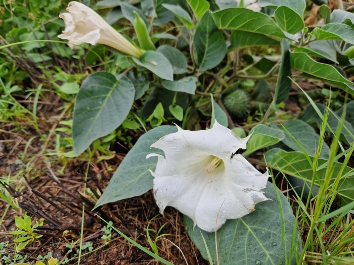 Datura innoxia image