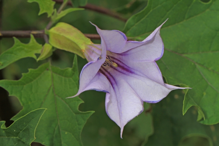Datura stramonium image