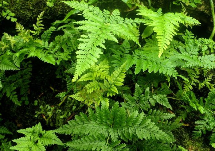 Davallia trichomanoides image