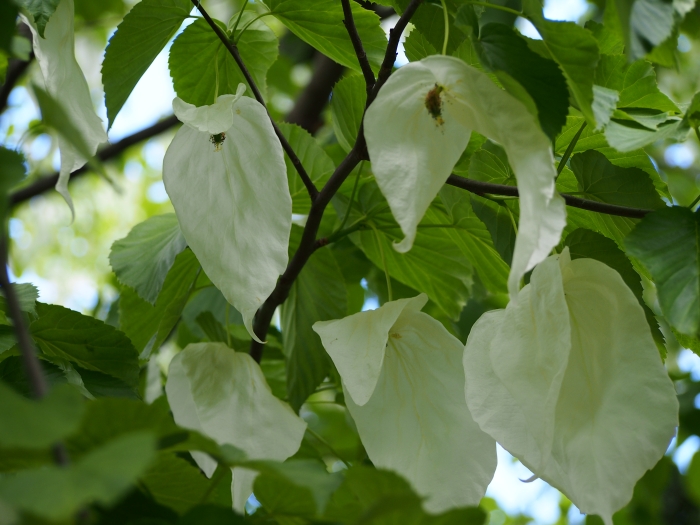 Davidia involucrata image