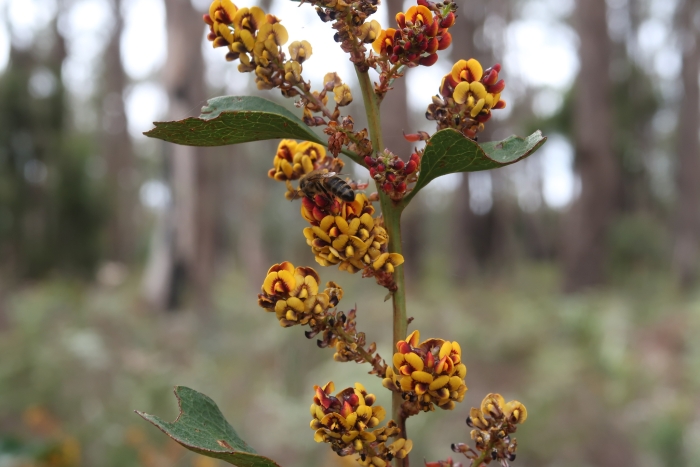 Daviesia latifolia image