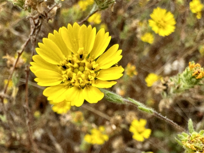 Deinandra corymbosa image