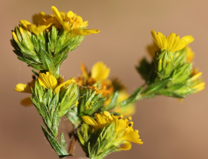 Deinandra fasciculata image