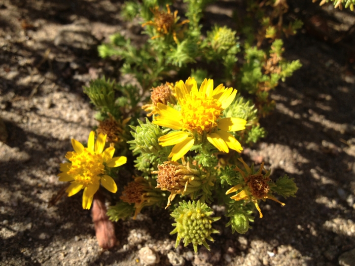 Deinandra minthornii image