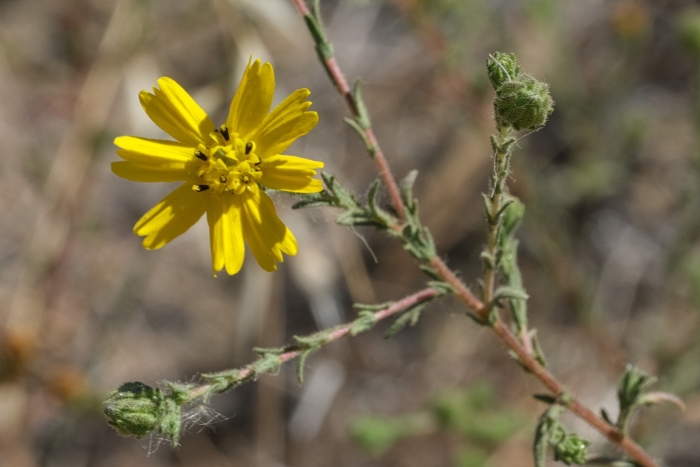 Deinandra paniculata image