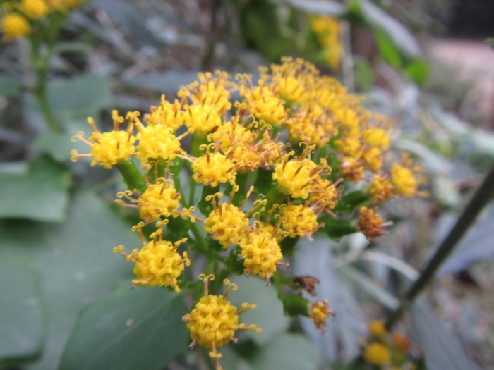 Delairea odorata image