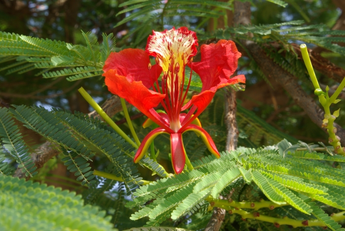 Delonix regia image