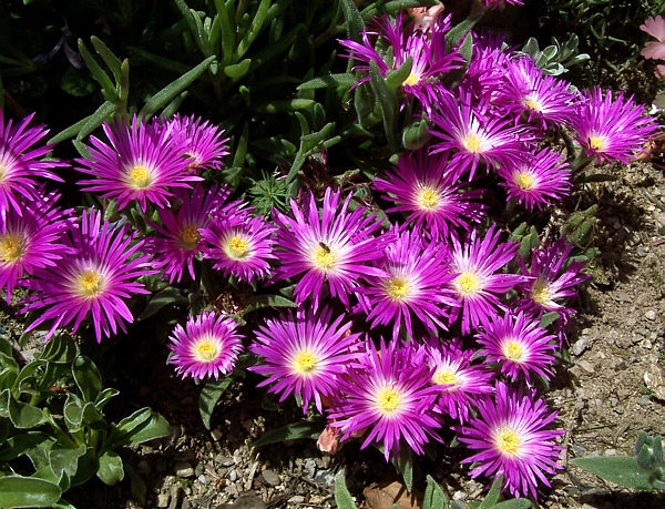 Delosperma ashtonii image