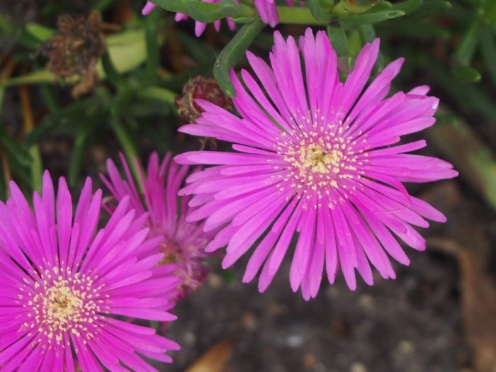 Delosperma cooperi image