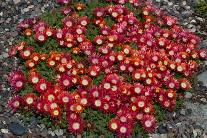 Delosperma dyeri image