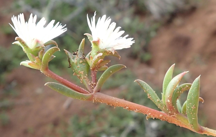 Delosperma litorale image