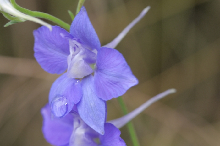 Delphinium ajacis image