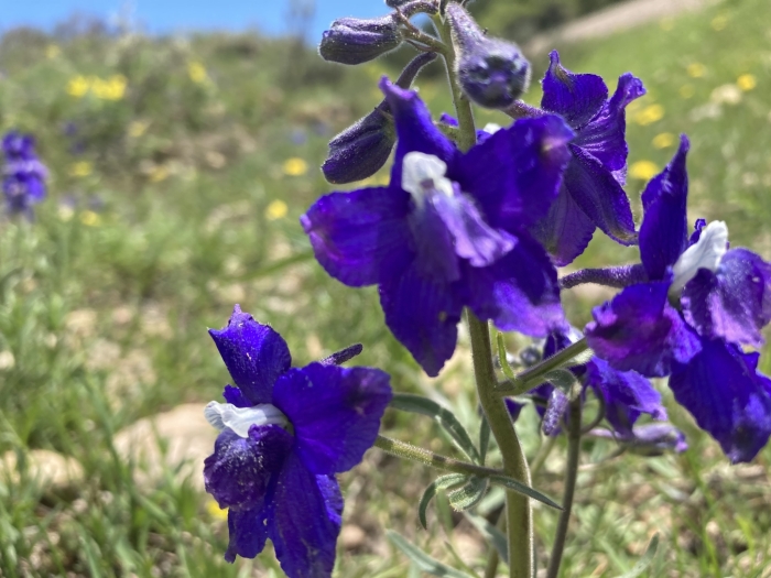 Delphinium bicolor image