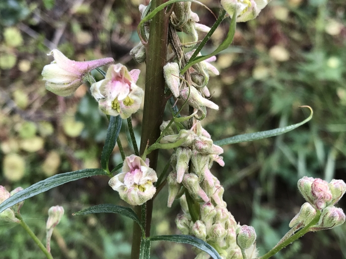Delphinium californicum image
