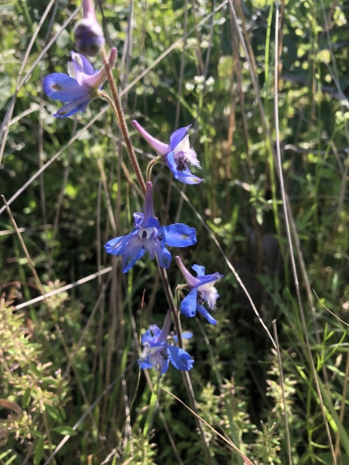 Delphinium carolinianum image