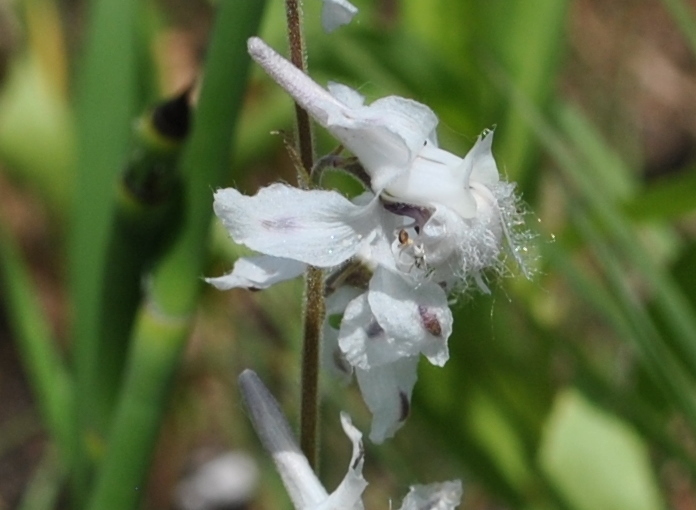 Delphinium carolinianum subsp. virescens image