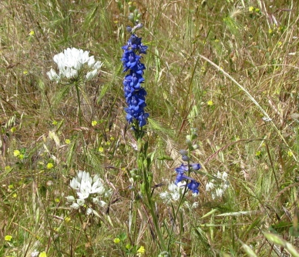 Delphinium distichum image