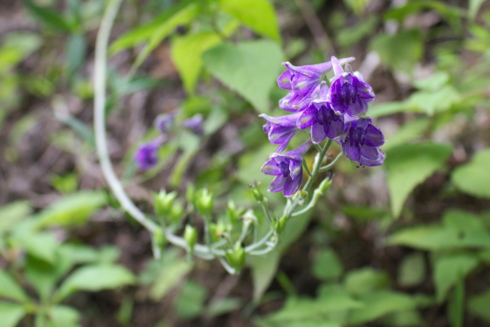 Delphinium exaltatum image