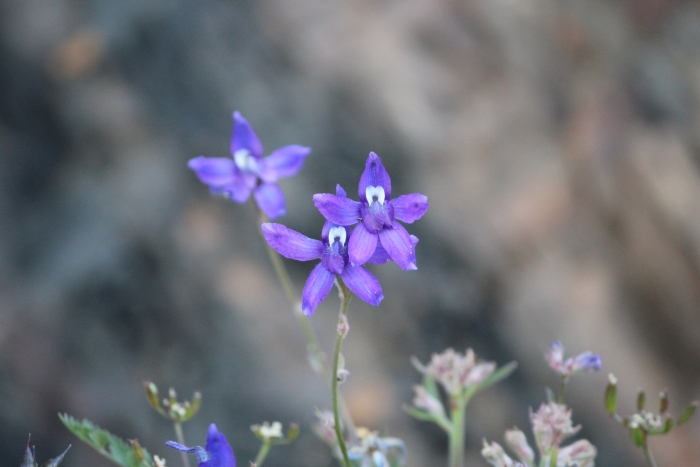 Delphinium glareosum image