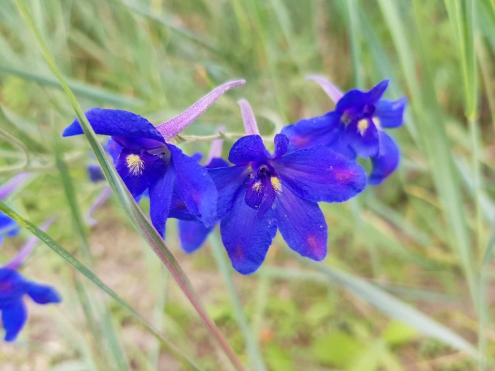 Delphinium grandiflorum image