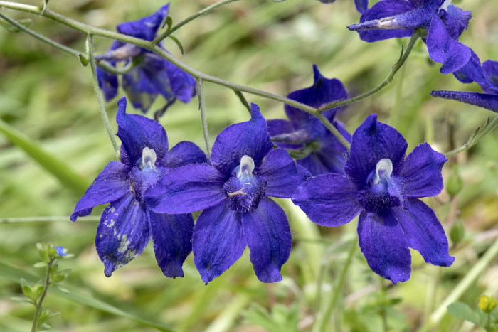 Delphinium menziesii image