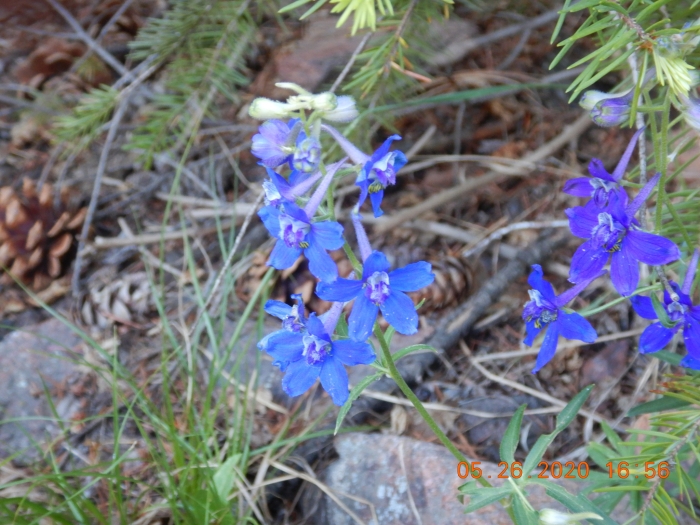 Delphinium nuttallianum image