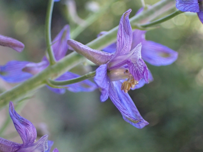Delphinium parryi image