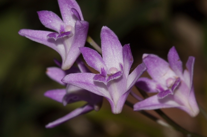 Dendrobium kingianum image