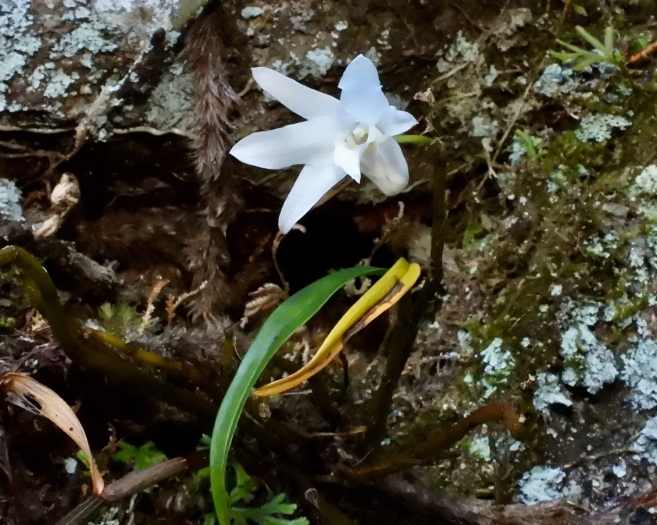 Dendrobium moniliforme image