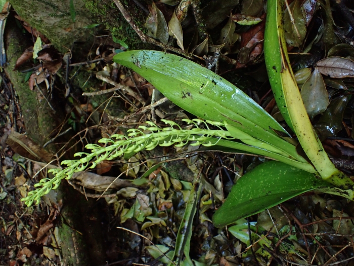 Dendrobium speciosum image
