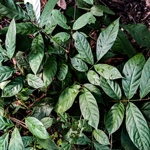 Derris elliptica image