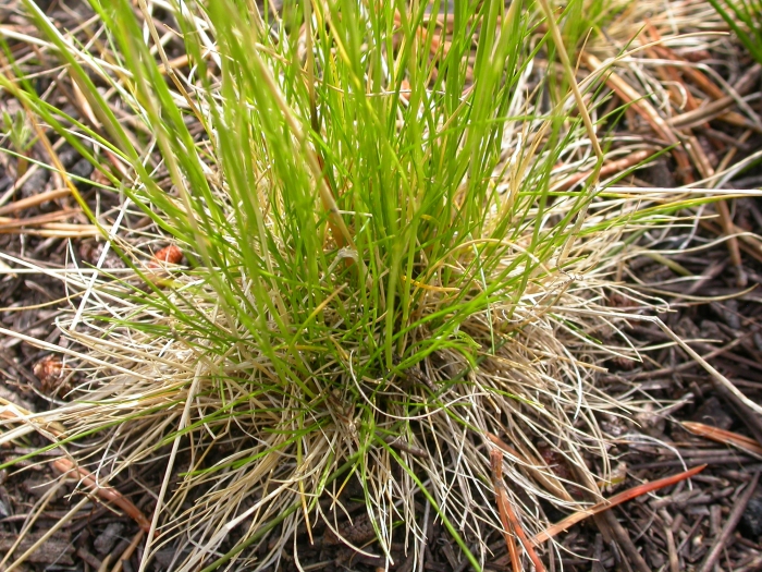 Deschampsia elongata image